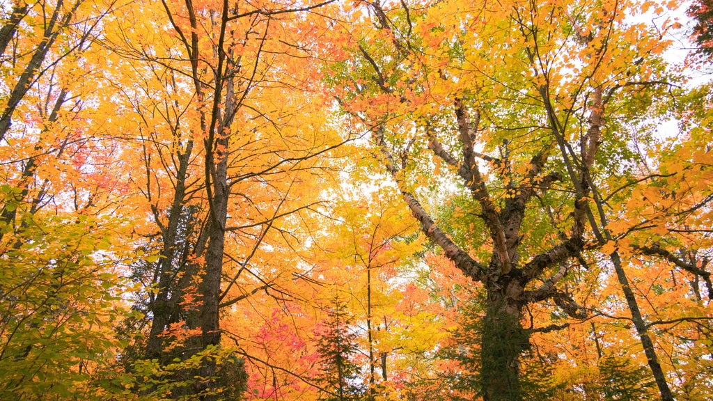 Summerlike weekend on tap in Twin Cities; fall returns early next week — WCCO / CBS Minnesota, Estero Community news
