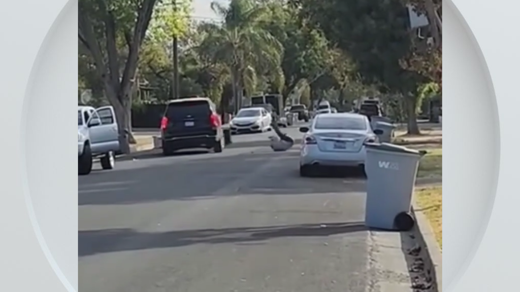 Federal immigration vehicle hits pedestrian in Woodland, police say — CBS Bay Area (KPIX), Estero Health news