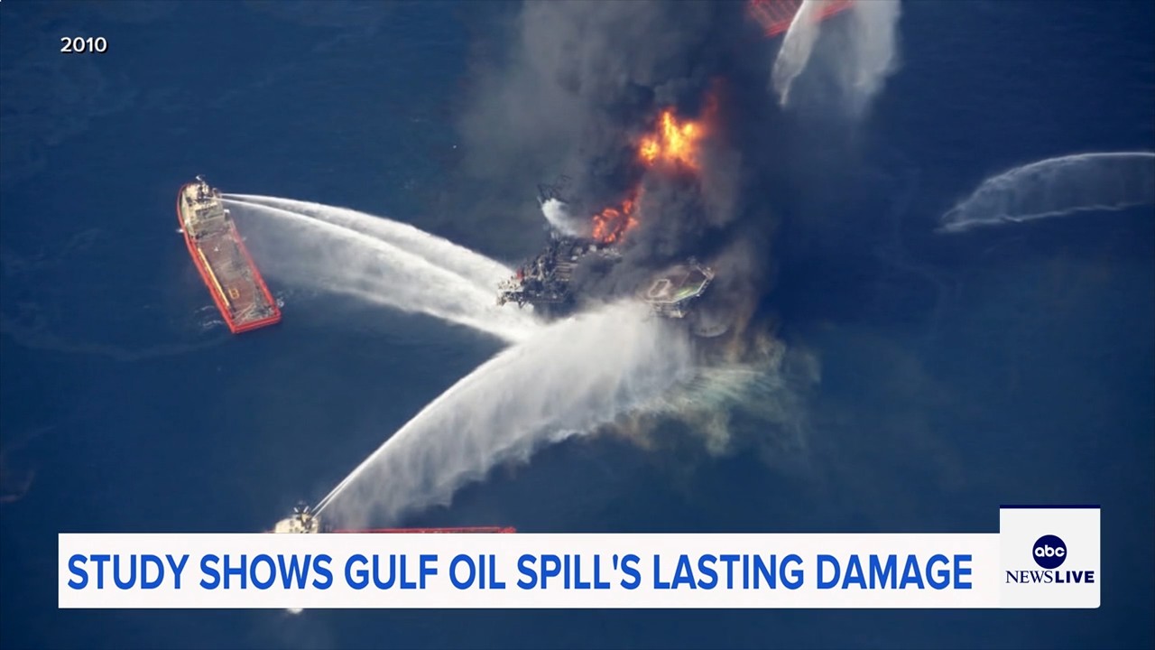 Marine life dramatically declined in Gulf of Mexico in years after BP oil spill, study finds

       — ABC 7 Bay Area