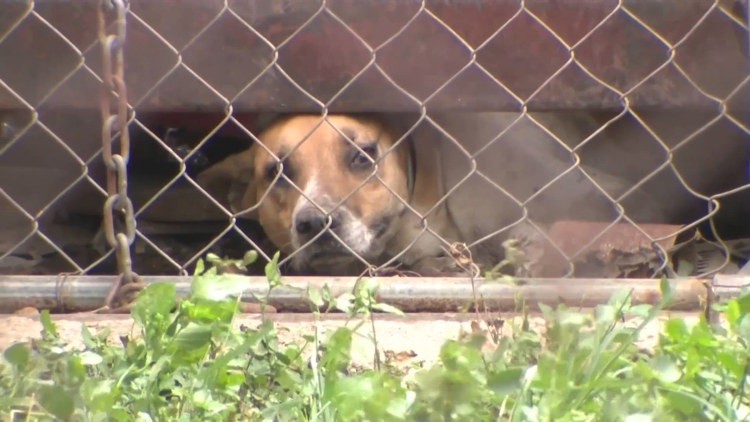 Animal Care Services seizes more than a dozen dogs in 'deplorable' conditions at east-side home — KENS 5 (San Antonio), Estero Community news